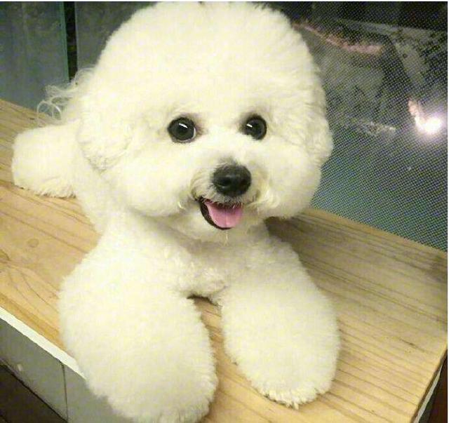 狗狗绝育后尿血——揭开宠物健康的神秘面纱